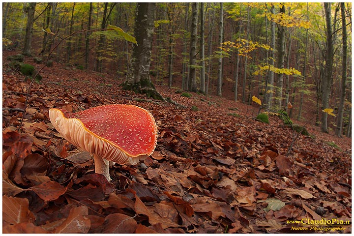 Funghi, toadstools, fungi, fungus, val d'Aveto, Nature photography, macrofotografia, fotografia naturalistica, close-up, mushrooms